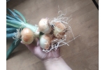 Ceapă nouă eco 'LegumeDeTara' - legatura