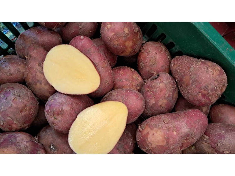 Cartofi rosii certificati bio ECOLANDIA, CAL II , 1 kg 