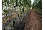 Castraveți certificati ECO 'Legume De Tara' - 300 gr