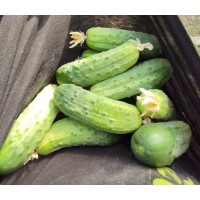 Castraveți certificati eco 'Legume De Tara' - 1kg