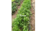 Creson BIO giurgiu, legatura