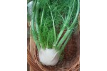Fenicul certificat bio Ecolandia, bucata cu radacina