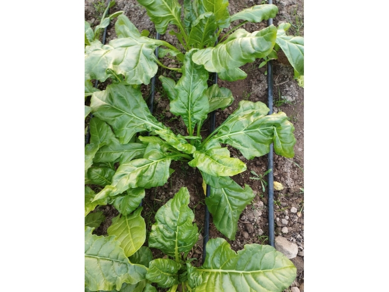 Mangold certificat eco ”Legume de țară”, 150 gr ( Spanac de vara)