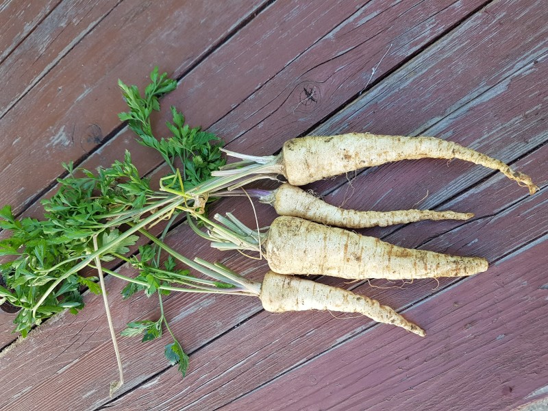 Pătrunjel de rădăcină baby  ECO Legume de tara, legatura 