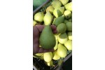 Pere Taranii Dobrogeni - 1kg