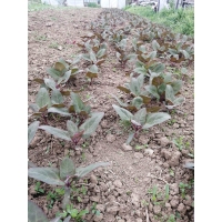 Loboda frunze  certificare eco- Legumedetara, 100gr