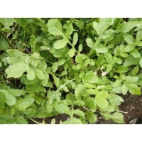 Rucola certificata BIO  'Legume de tara' - 50 gr