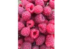 Zmeură  certificată eco Livada Domnitei 200 gr