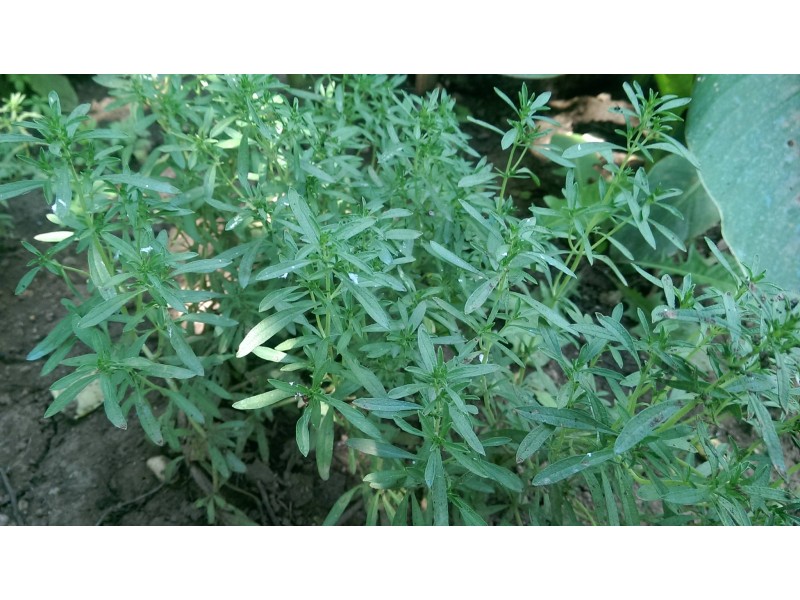 Cimbru verde BIO Legumedetara - 1 legatura cca 30gr