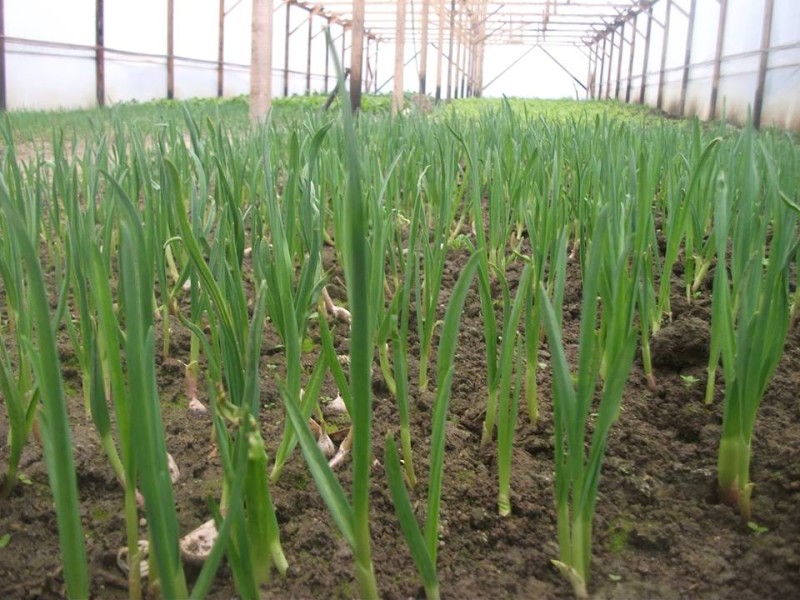 Usturoi verde certificat BIO, Legume de tara, legatura