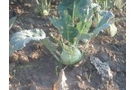 Gulie verde certificata bio Ecolandia, bucata