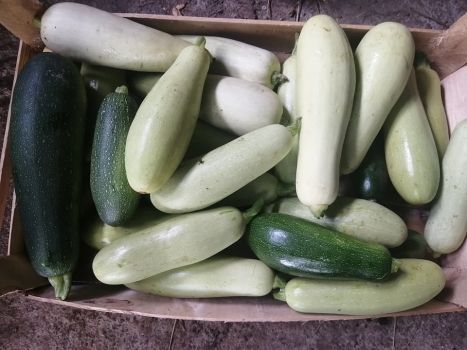 Dovlecei si zucchini certificati eco "Legume de tara" -  1 kg