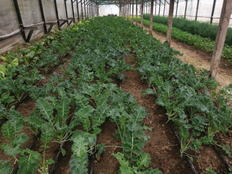 Frunze de Kale in conversie BIO ”Legume de țară” - 1 legatura 
