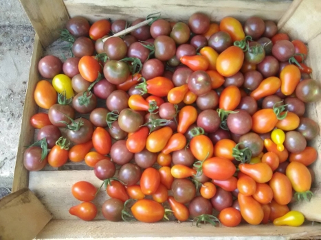 *Rosii Cherry certificate eco 'Legume de tara' - cutie 250GR - S2-2025