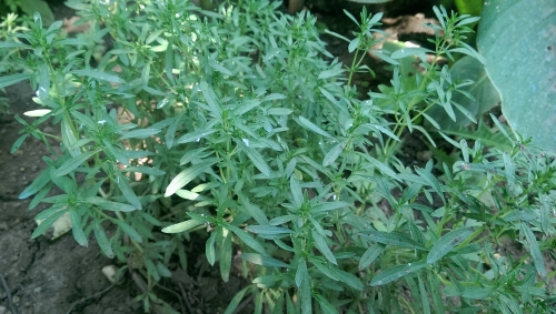 Cimbru verde BIO Legumedetara - 1 legatura cca 30gr