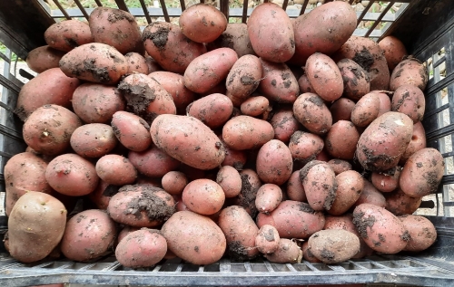 Cartofi rosii certificati bio Legumedetara - punga 2.5 kg