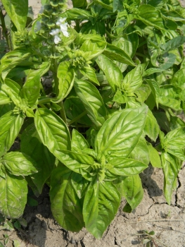 Busuioc verde certificat eco Legumedetara, 30 gr 