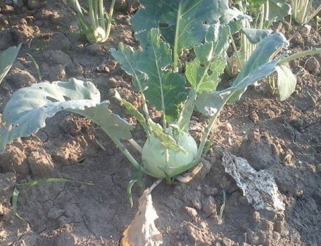 Gulie verde certificata bio Ecolandia, bucata